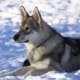 The Tamaskan dog.
