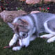 Some Alaskan malamutes have markings and colors similar to those of a wolf.