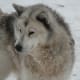 The Canadian Eskimo dog.
