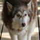 An adult Alaskan malamute, one of the dog breeds that looks like a wolf.