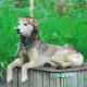 Some Siberian huskies look more like wolves than others.