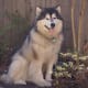 A full-grown Alaskan malamute.