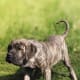 A young Brazilian Mastiff.