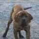 The Fila Brasileiro is one of the large dog breeds from Latin America and can be a great guard dog.