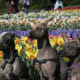 The Peruvian Hairless Dog.