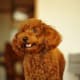This is what most Toy Poodles look like when kept as pets.