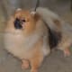 Pomeranians are really fluffy.