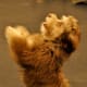 Havanese are small, fluffy, and great at agility and learning new tricks.