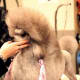 This is what most people think of when they hear "Toy Poodle".