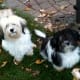 Havanese can be seen in many colors.