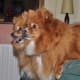 Even several Pomeranians do not take up much space.