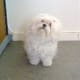 Of course as adults, Maltese manage to stay tiny and fluffy.