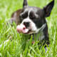 Full belly, cooled down, but still licking her lips! With no breaks in licking for the five minutes it took her to get to the biscuit, this pupsicle recipe is definitely a winner!