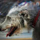 Scottish Deerhound look a lot like Greyhounds.