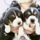 Beagle puppies.