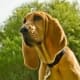 A young Bloodhound without a lot of wrinkles.