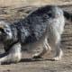 Scottish Deerhound may look big, but they still act like puppies sometimes.