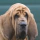 An adult Bloodhound.