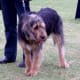 An adult Otterhound.