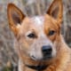 An Australian Cattle Dog's head.