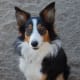 A Tricolor Border Collie.