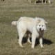 A Great Pyrenees guarding sheep.