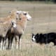 A Border Collie "giving the eye" to some sheep.