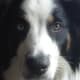 A heterochromatic English Shepherd, a rare trait.