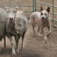 An Australian Cattle Dog herding sheep.