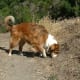 An English Shepherd rooting out voles.
