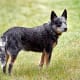An Australian Cattle Dog showing a "blue" coat. This dog might be called a "Blue Heeler".