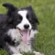 A tired, happy Border Collie.