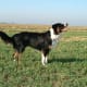 A tricolor English Shepherd.