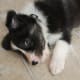A Border Collie puppy.