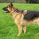 A German Shepherd