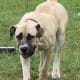 The Boerboel is large and loyal to his family.
