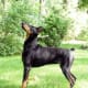 Dobies might seem nervous to some people since they are always on guard and looking around.