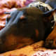 Even napping, Dobies are loyal and watchful.
