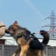 A German Shepherd Dog working in personal protection.
