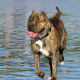 Cane Corso are a personal protection dog and since they are so loyal want to go everywhere with their owner.