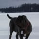 Neos cannot go everywhere with their owners, but they want to.
