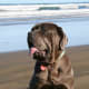 Neapolitan Mastiffs are a loyal family guard dog.
