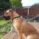 The Boerboel is a loyal dog developed to protect his family.