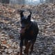 Dobermans are the most loyal of all the dog breeds.