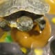 Turtles need more than a fish bowl and food pellets to be healthy.