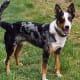 Koolies are an Australian dog breed with impressive health.