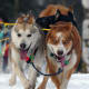 Siberian Huskies have been selected to be healthy.