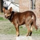 Kelpies are another healthy herding breed from Australia.