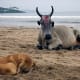 Pariah dogs live in extreme conditions but are usually healthy.
