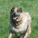 Australian Cattle Dogs are healthy and usually have a healthy lifestyle.